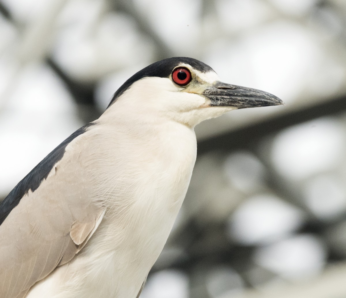 Black-crowned Night Heron - ML638502445