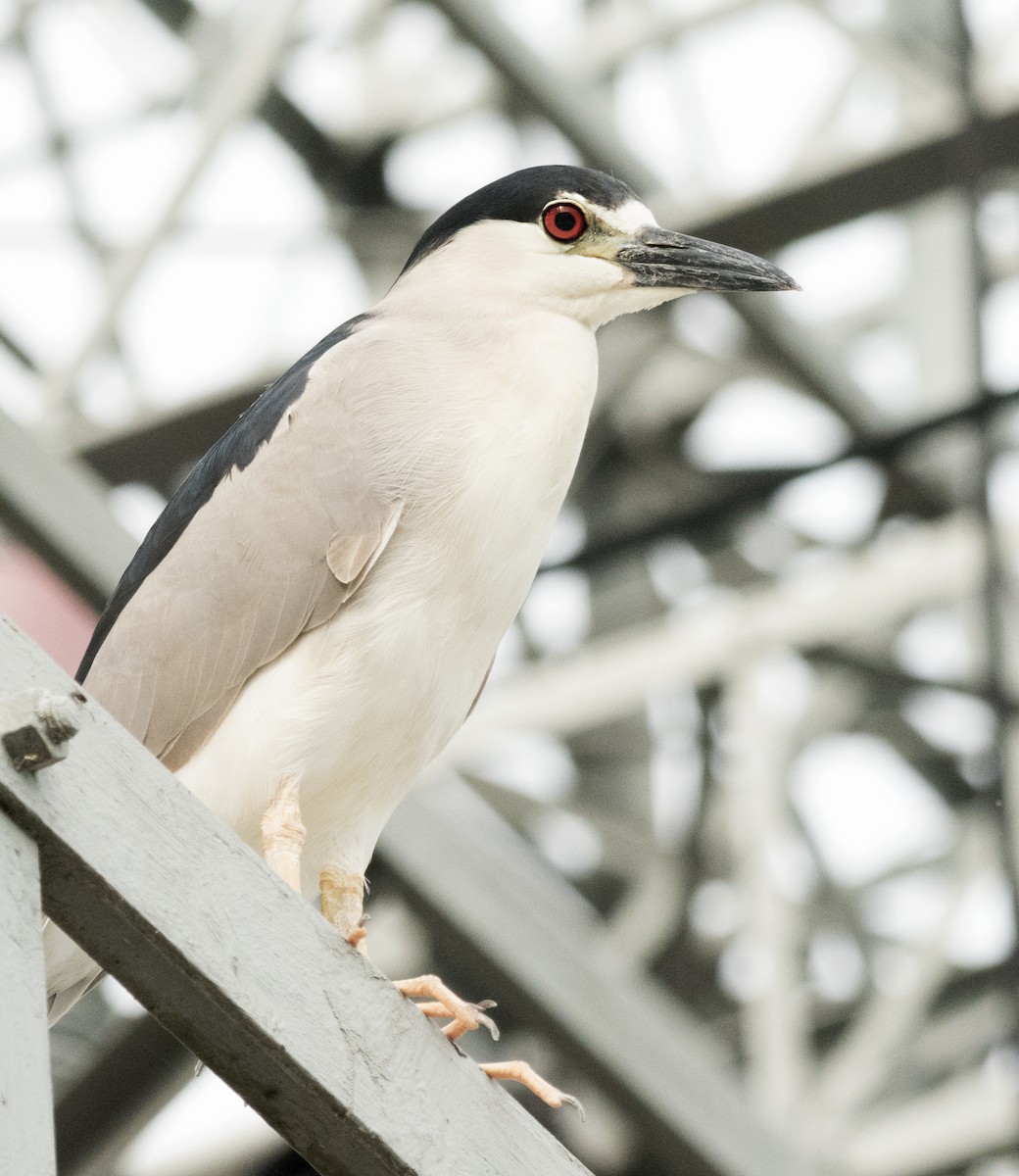 Black-crowned Night Heron - ML638502447
