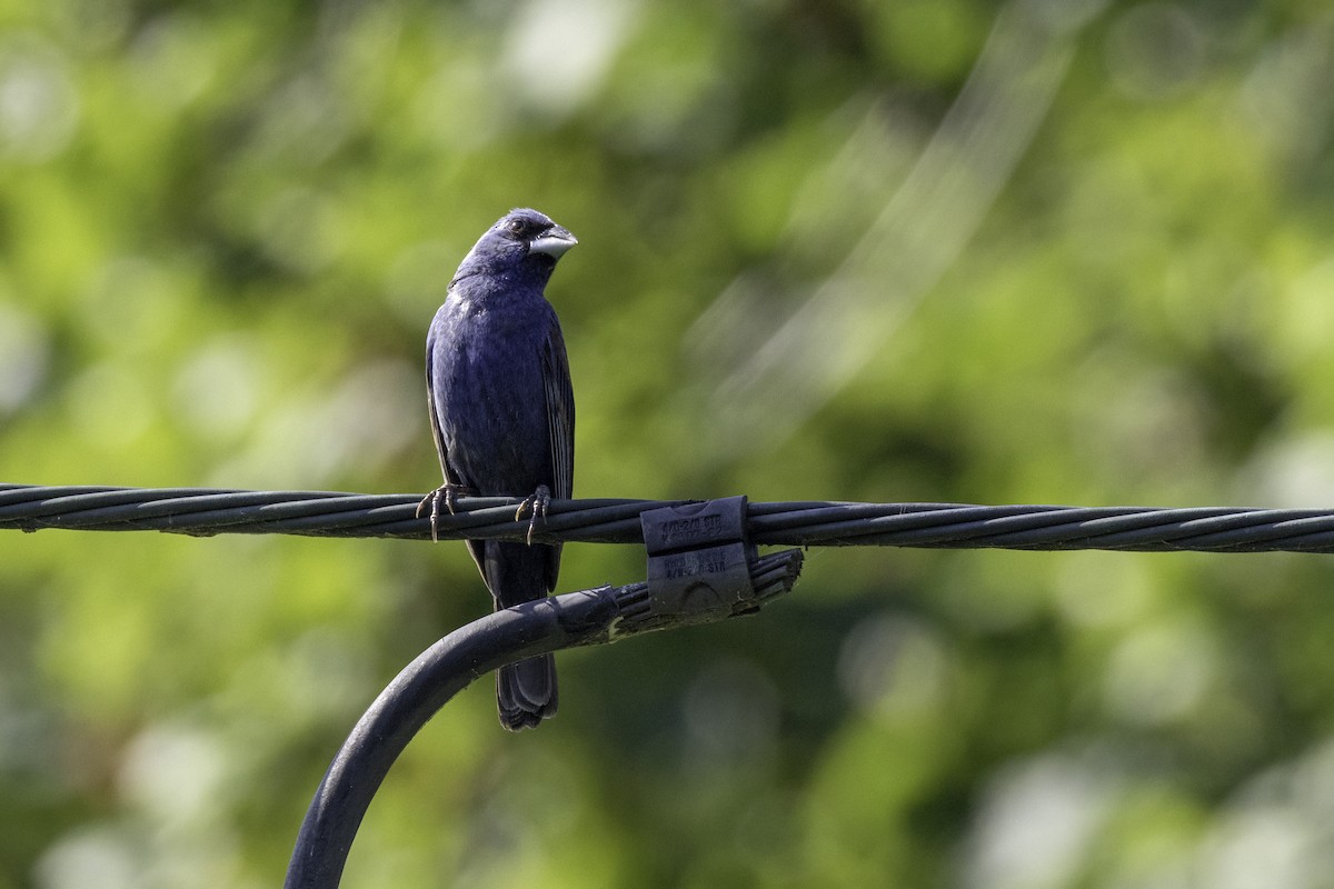 Blue Grosbeak - ML638502449
