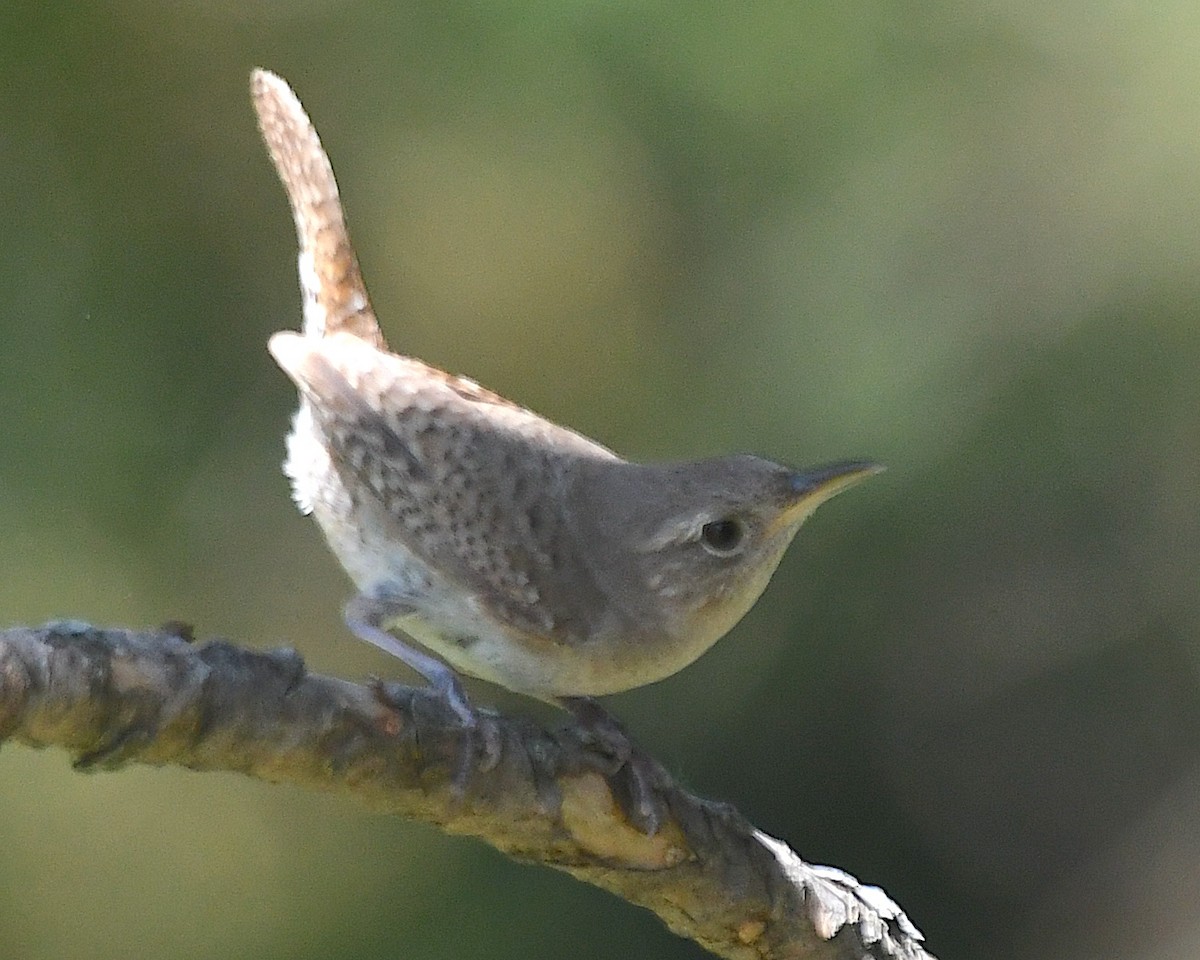 Northern House Wren - ML638502476