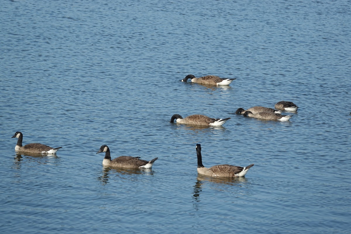 Canada Goose - ML638502496