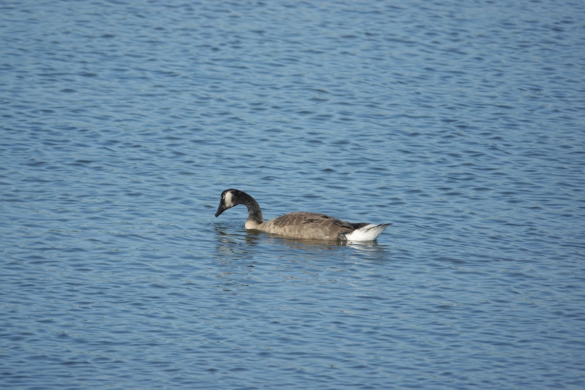 Canada Goose - ML638502497