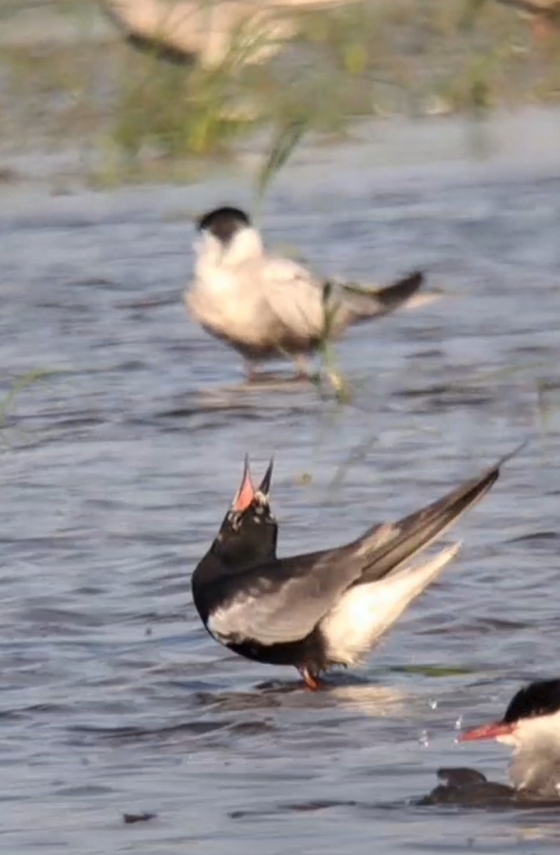 White-winged Tern - ML638502502