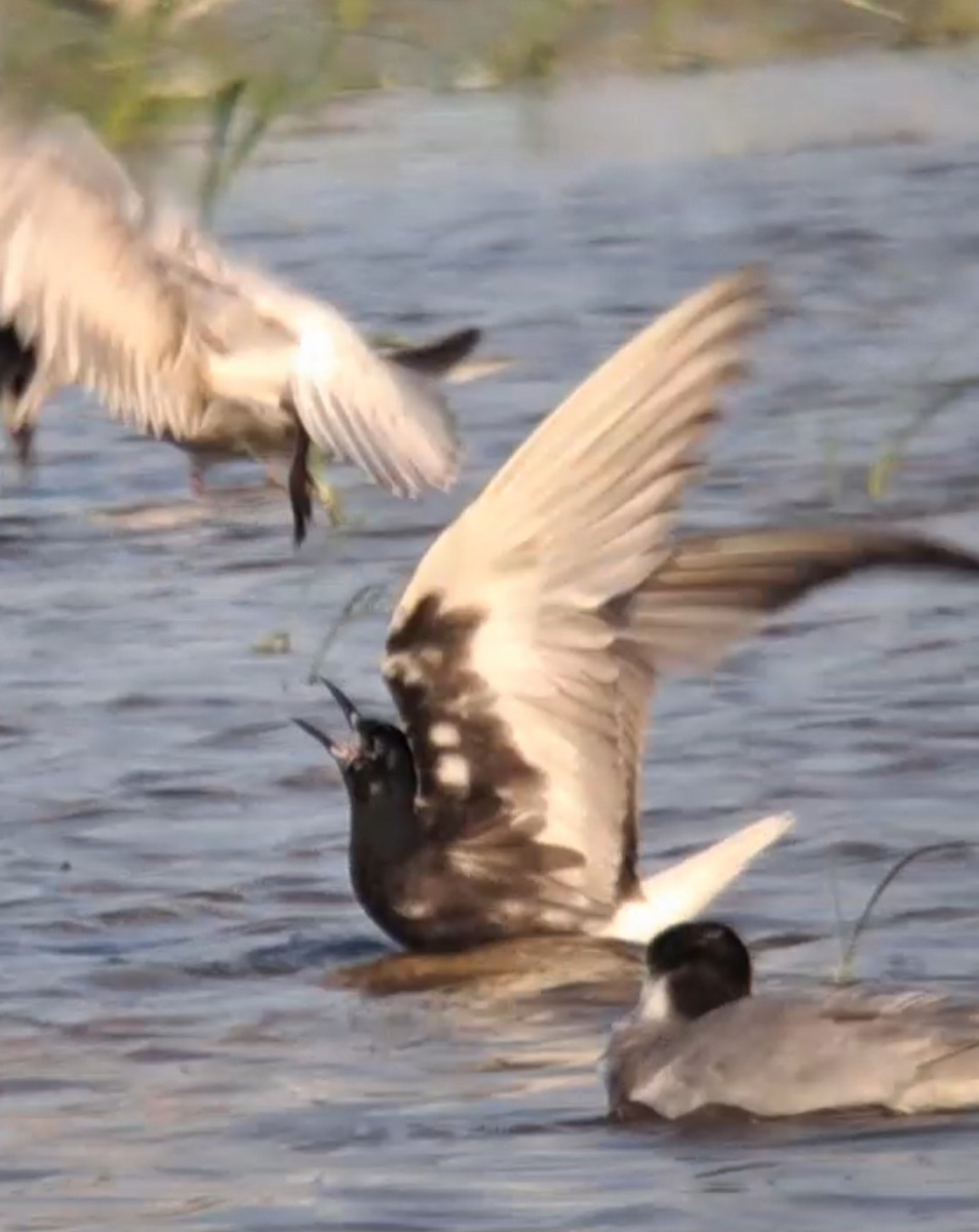 White-winged Tern - ML638502503