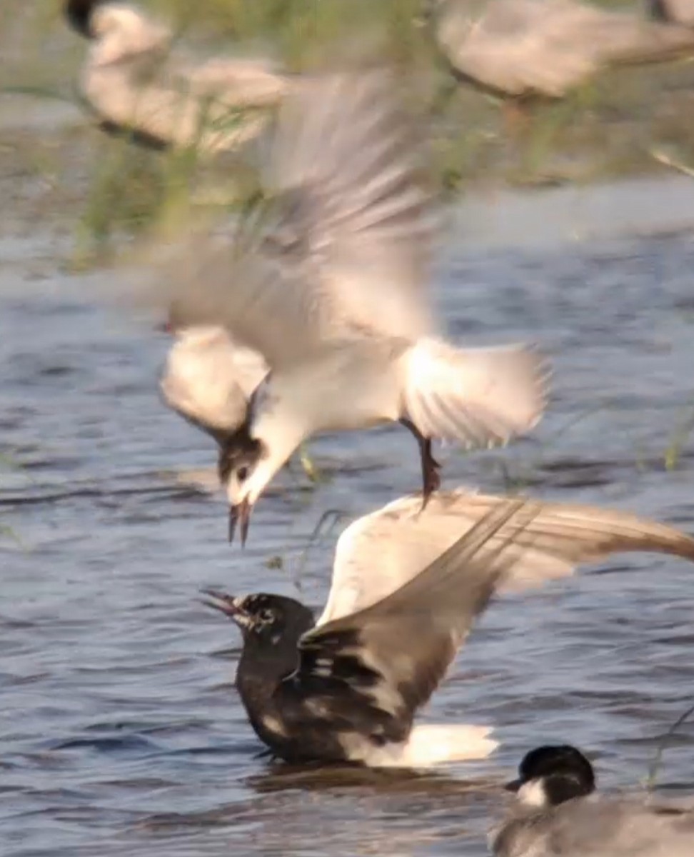 White-winged Tern - ML638502504