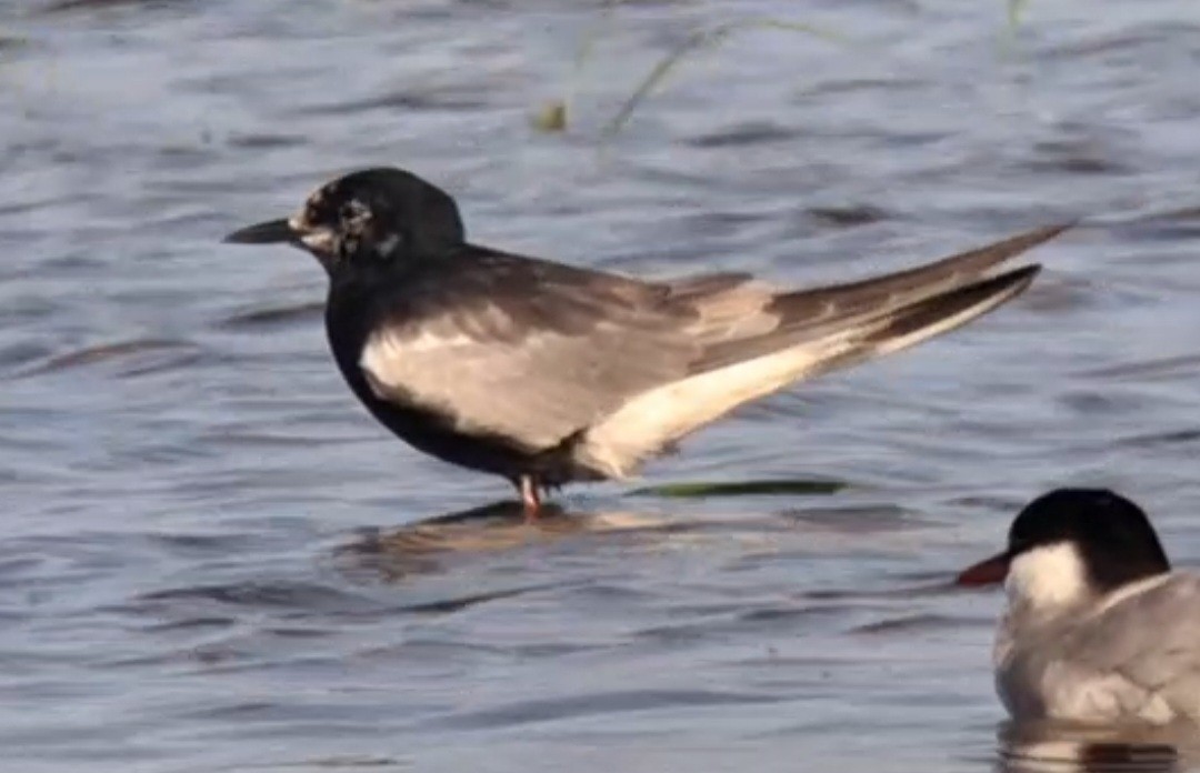 White-winged Tern - ML638502505