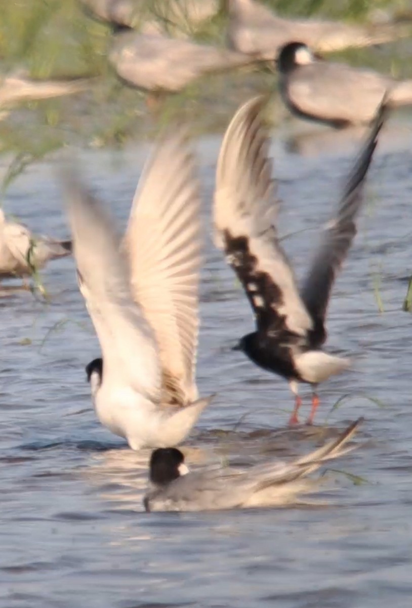 White-winged Tern - ML638502506