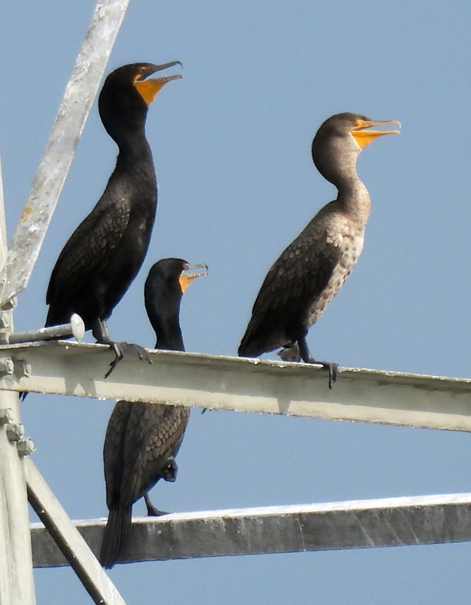 Double-crested Cormorant - ML638502541
