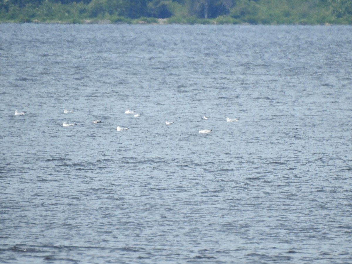 Ring-billed Gull - ML638502554