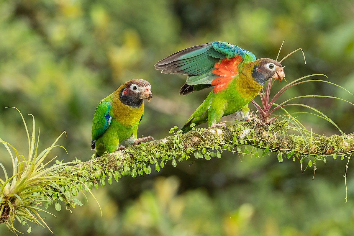 Brown-hooded Parrot - ML638502569