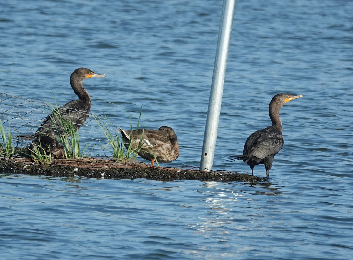 Double-crested Cormorant - ML638502582
