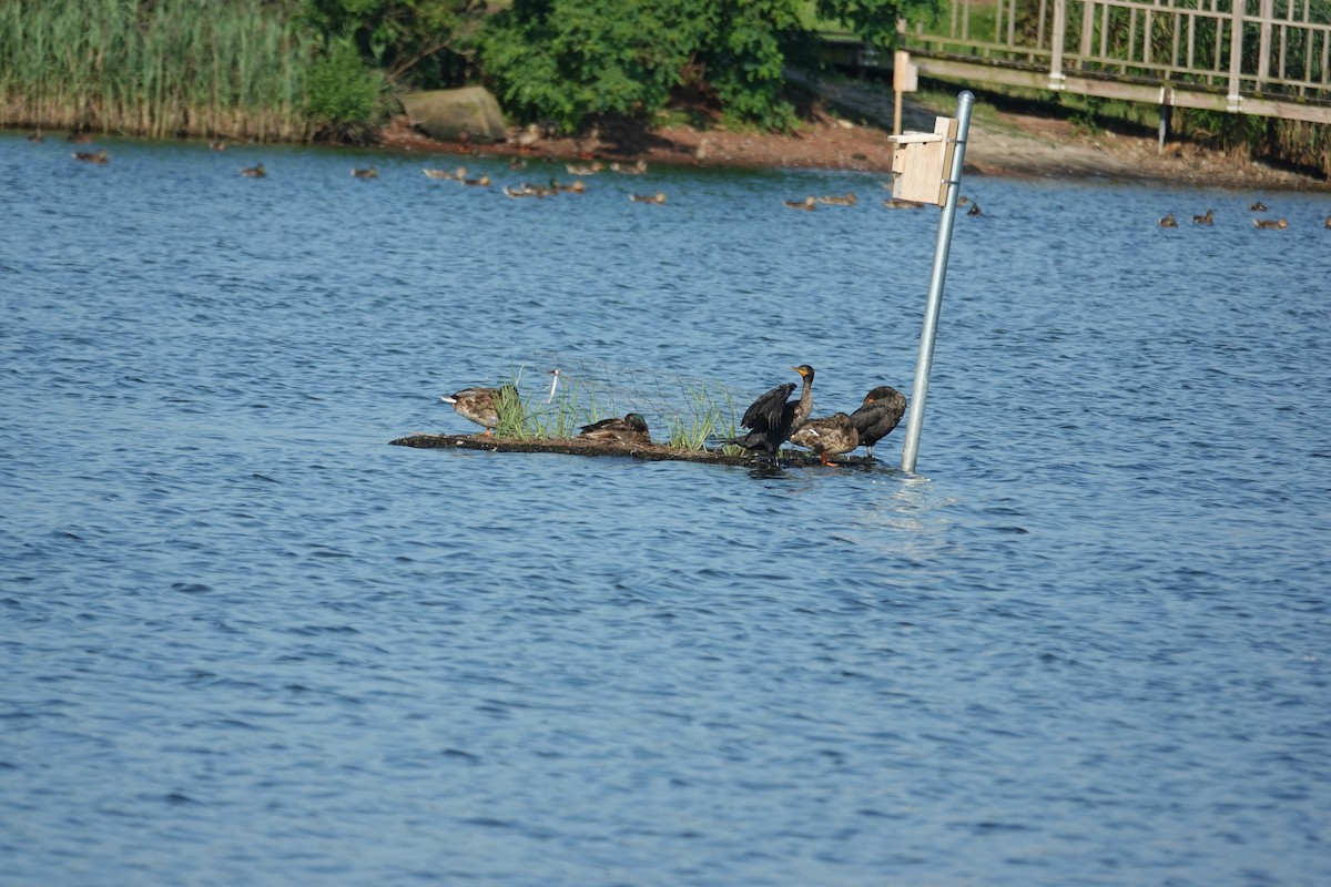 Double-crested Cormorant - ML638502583