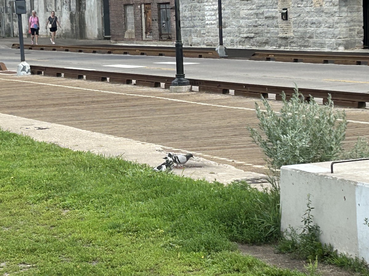 Rock Pigeon (Feral Pigeon) - ML638502586