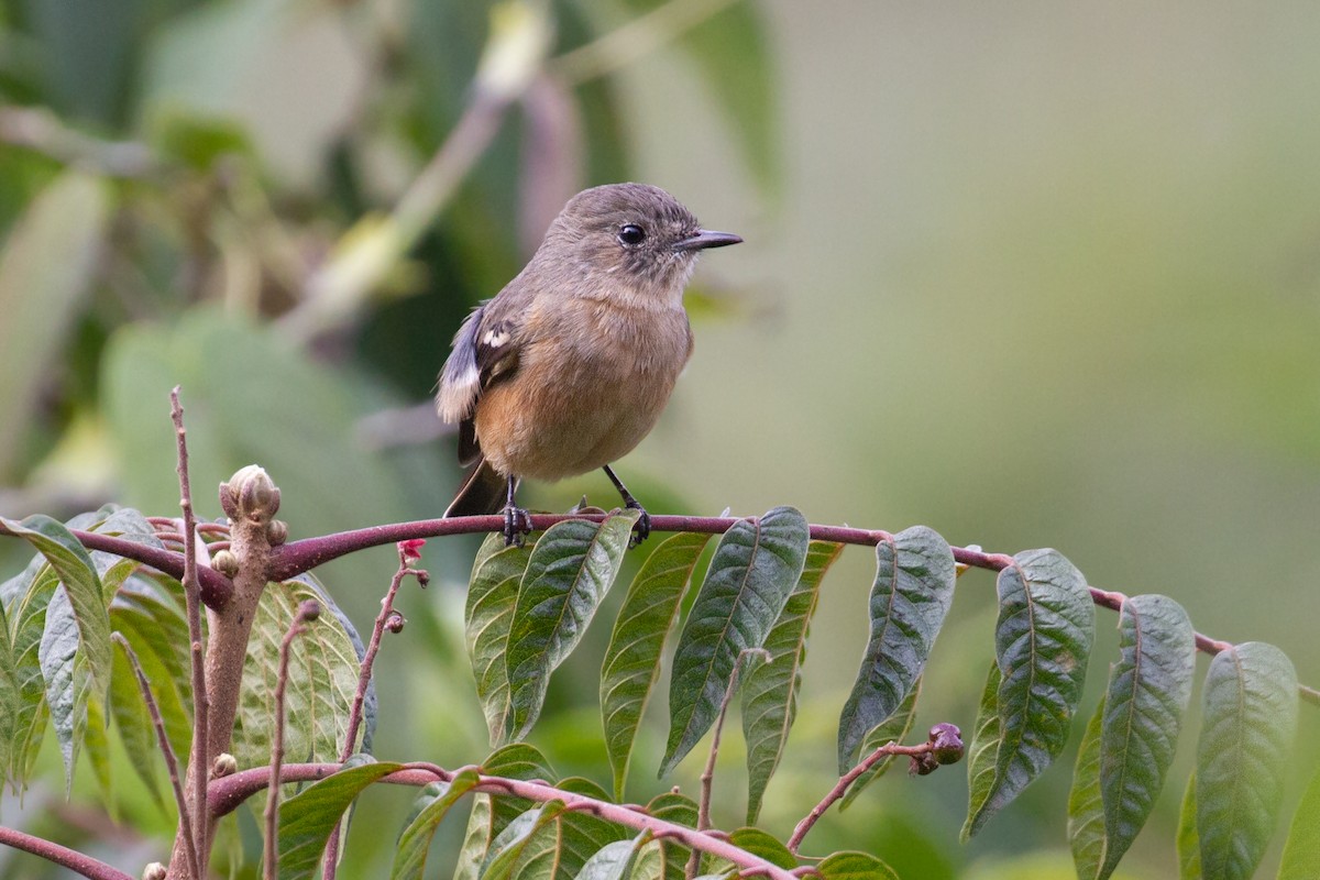 White-winged Black-Tyrant - ML638502588