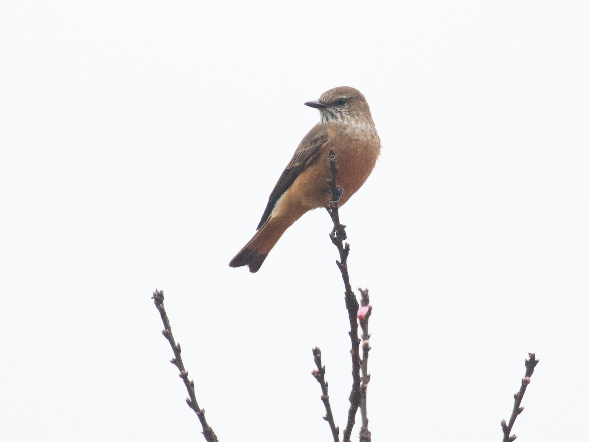 Streak-throated Bush-Tyrant - ML638502602