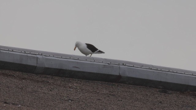 Kelp Gull - ML638502610