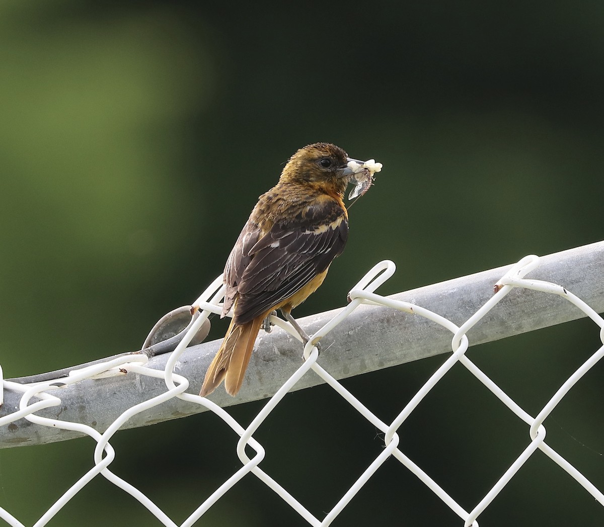 Baltimore Oriole - ML638502643