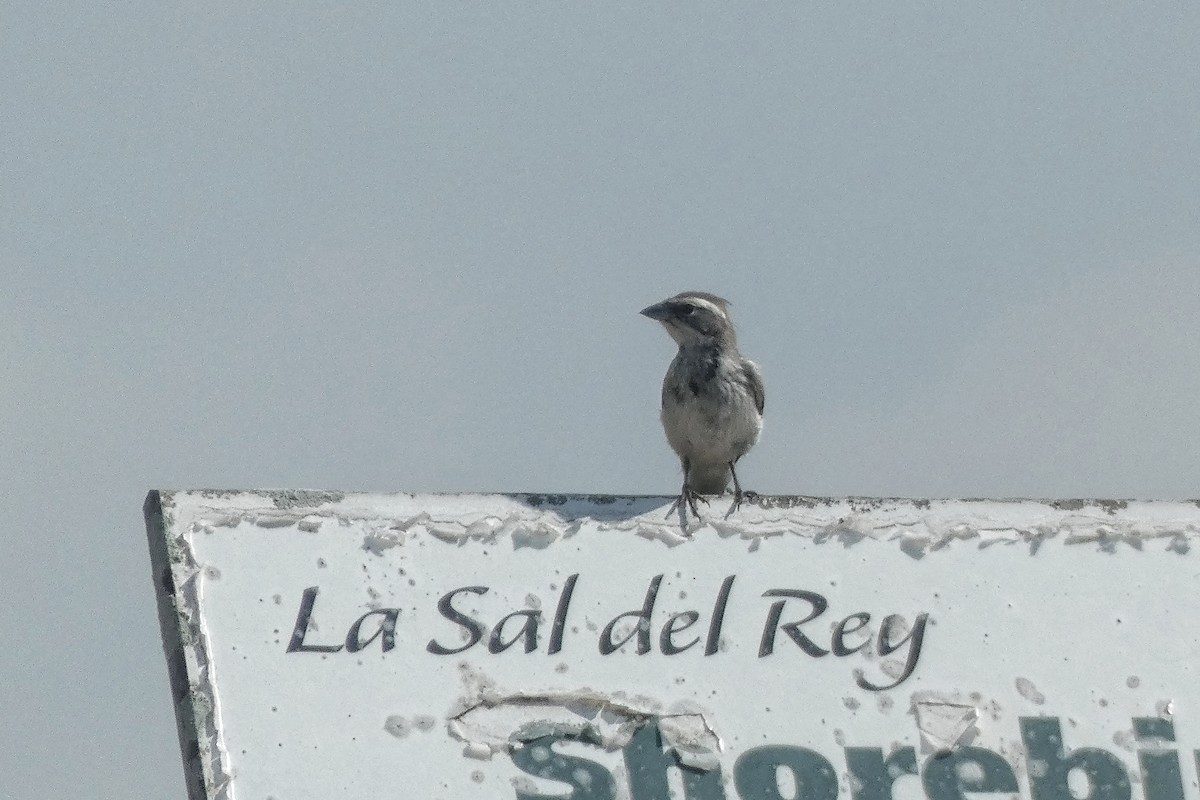 Black-throated Sparrow - ML638502661