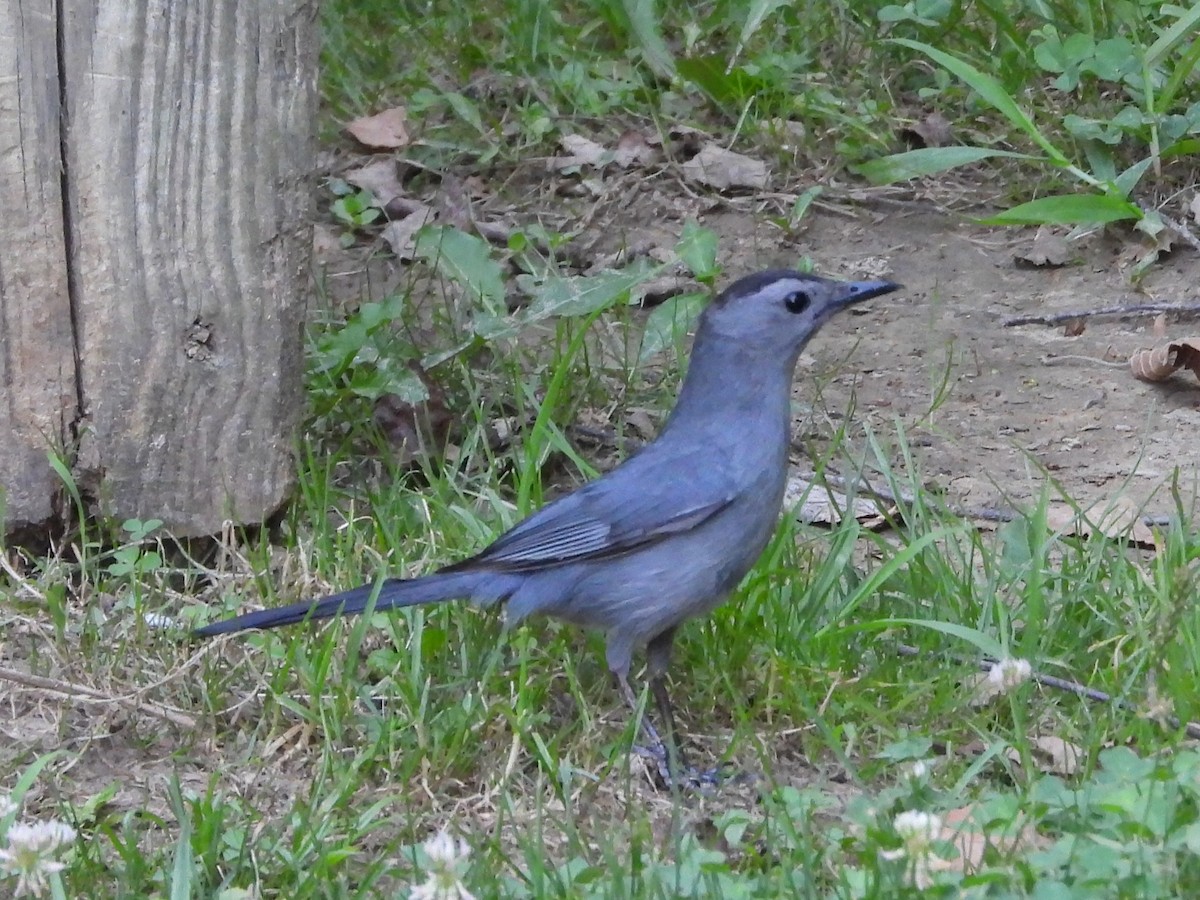 Gray Catbird - ML638502674