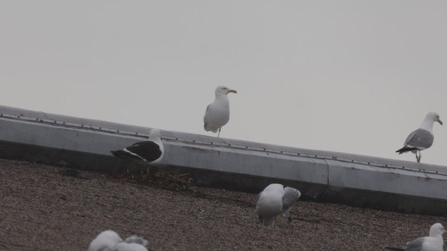 Kelp Gull - ML638502687