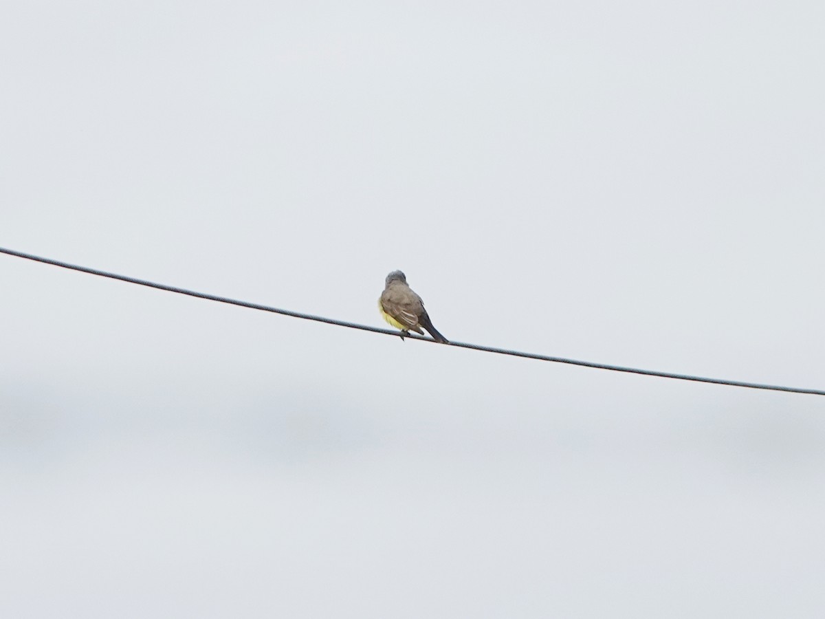 Western Kingbird - ML638502722