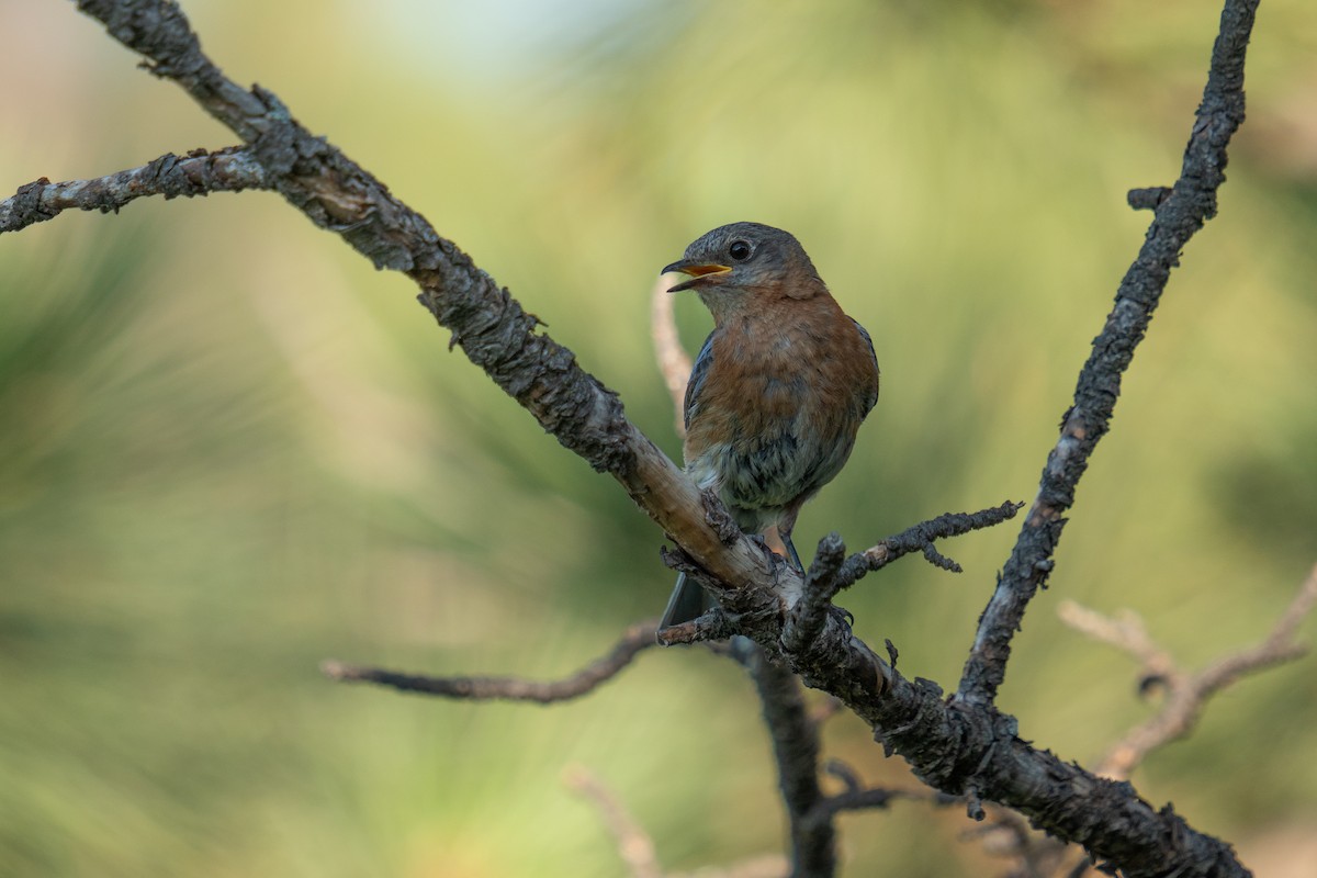 Eastern Bluebird - ML638502731
