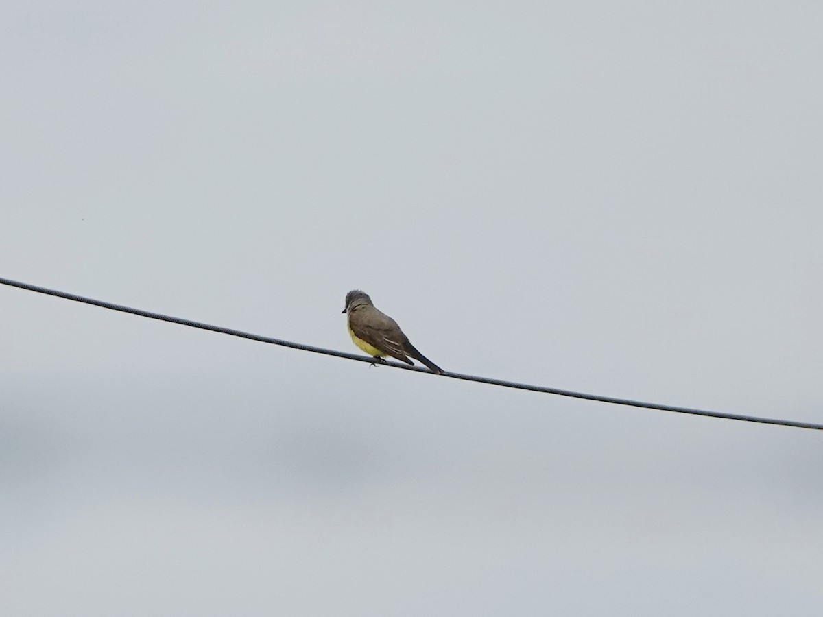 Western Kingbird - ML638502732