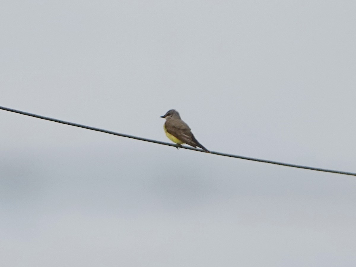 Western Kingbird - ML638502758