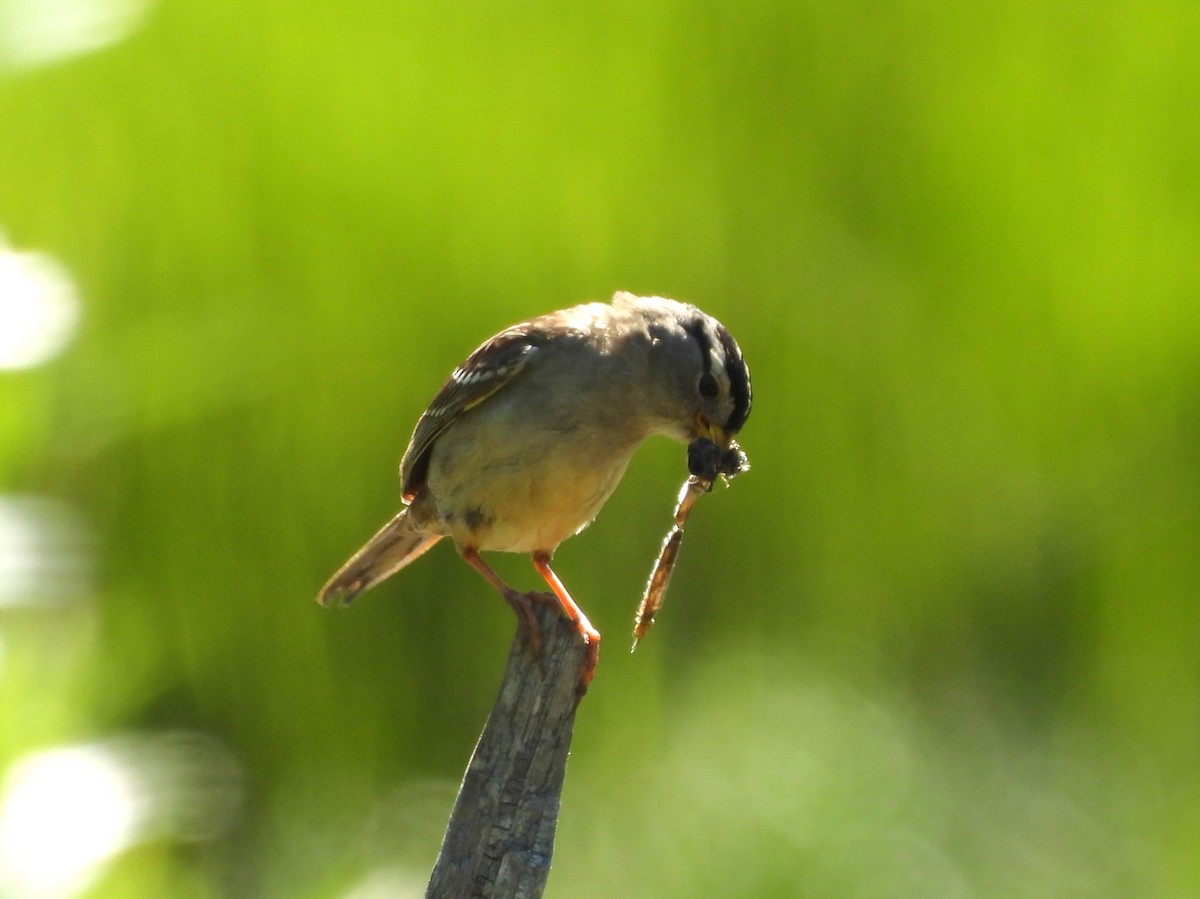 White-crowned Sparrow - ML638502770
