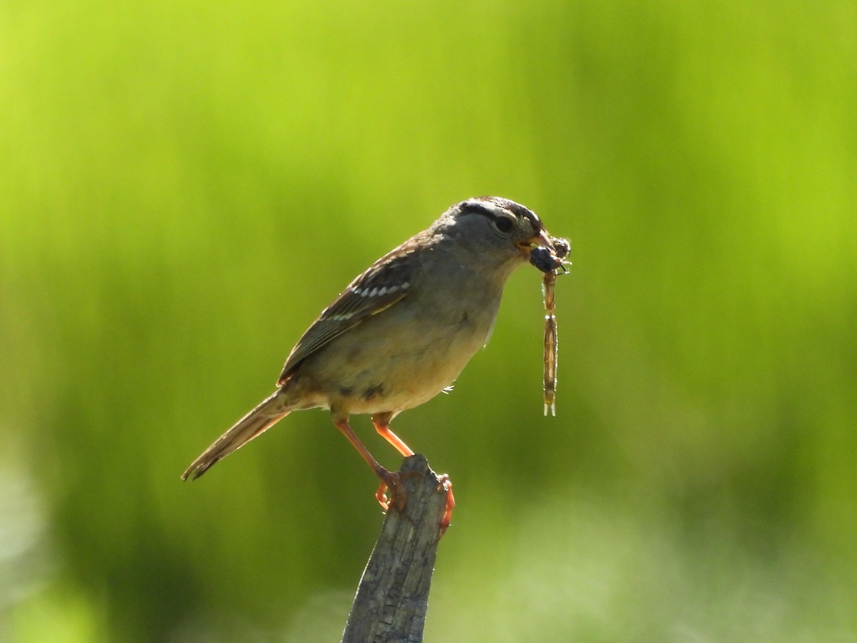 White-crowned Sparrow - ML638502771