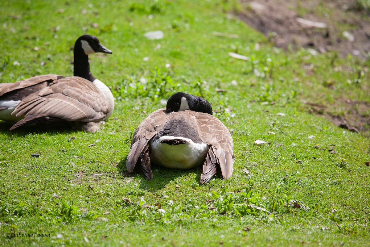 Canada Goose - ML638502773