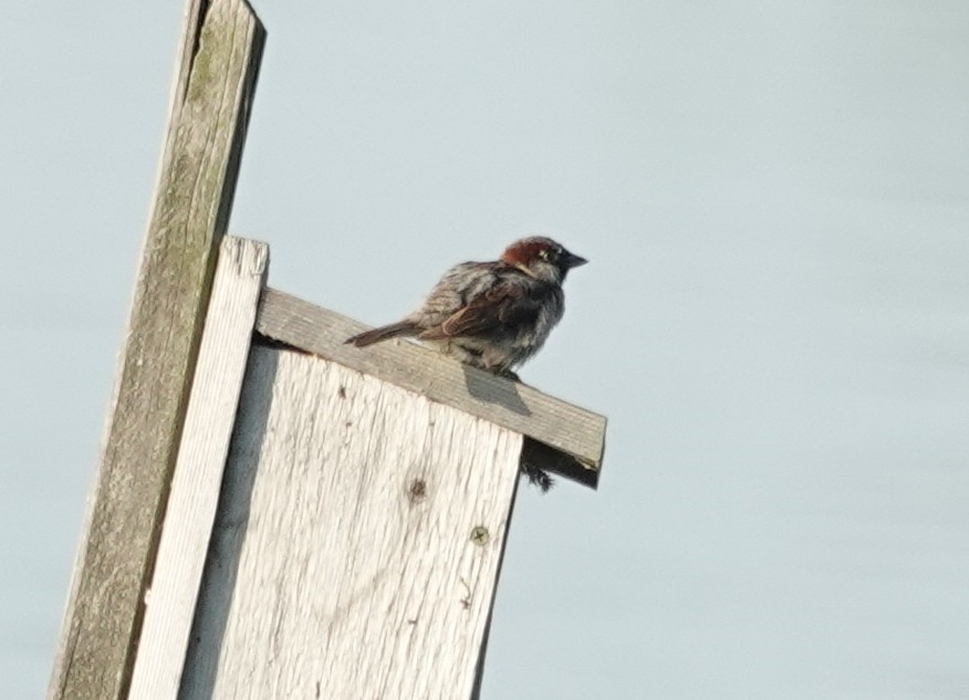 Оронгийн бор шувуу - ML638502774