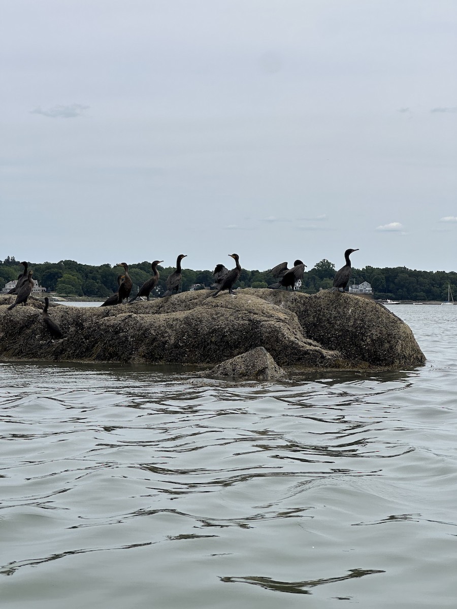 Double-crested Cormorant - ML638502785