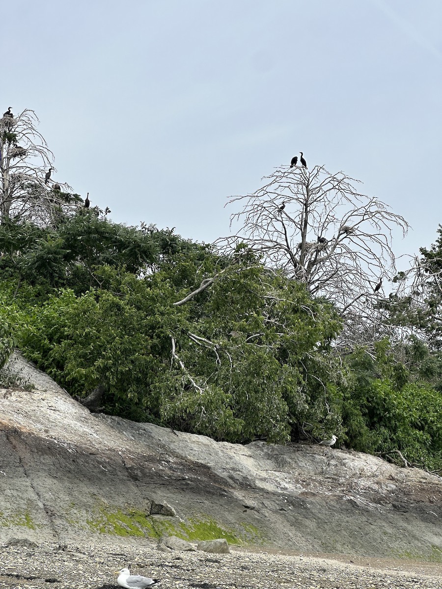 Double-crested Cormorant - ML638502786