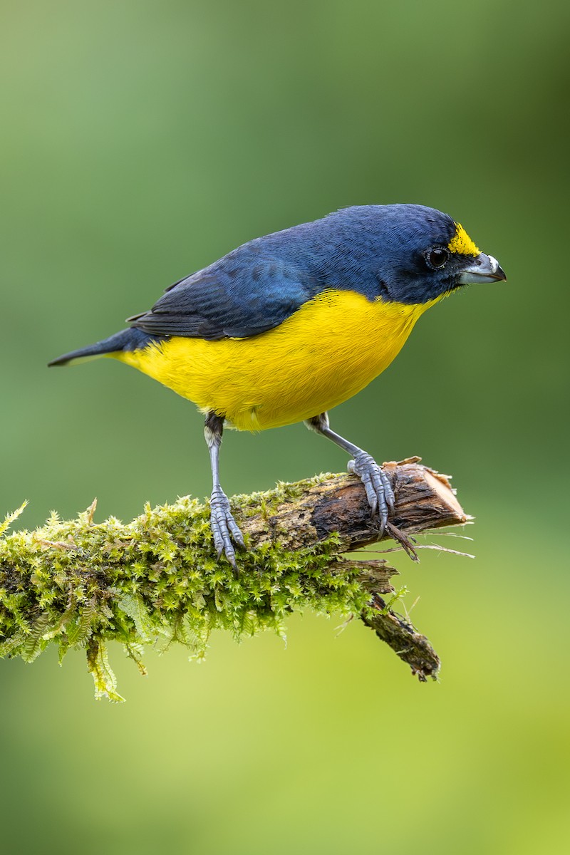Yellow-throated Euphonia - ML638502790