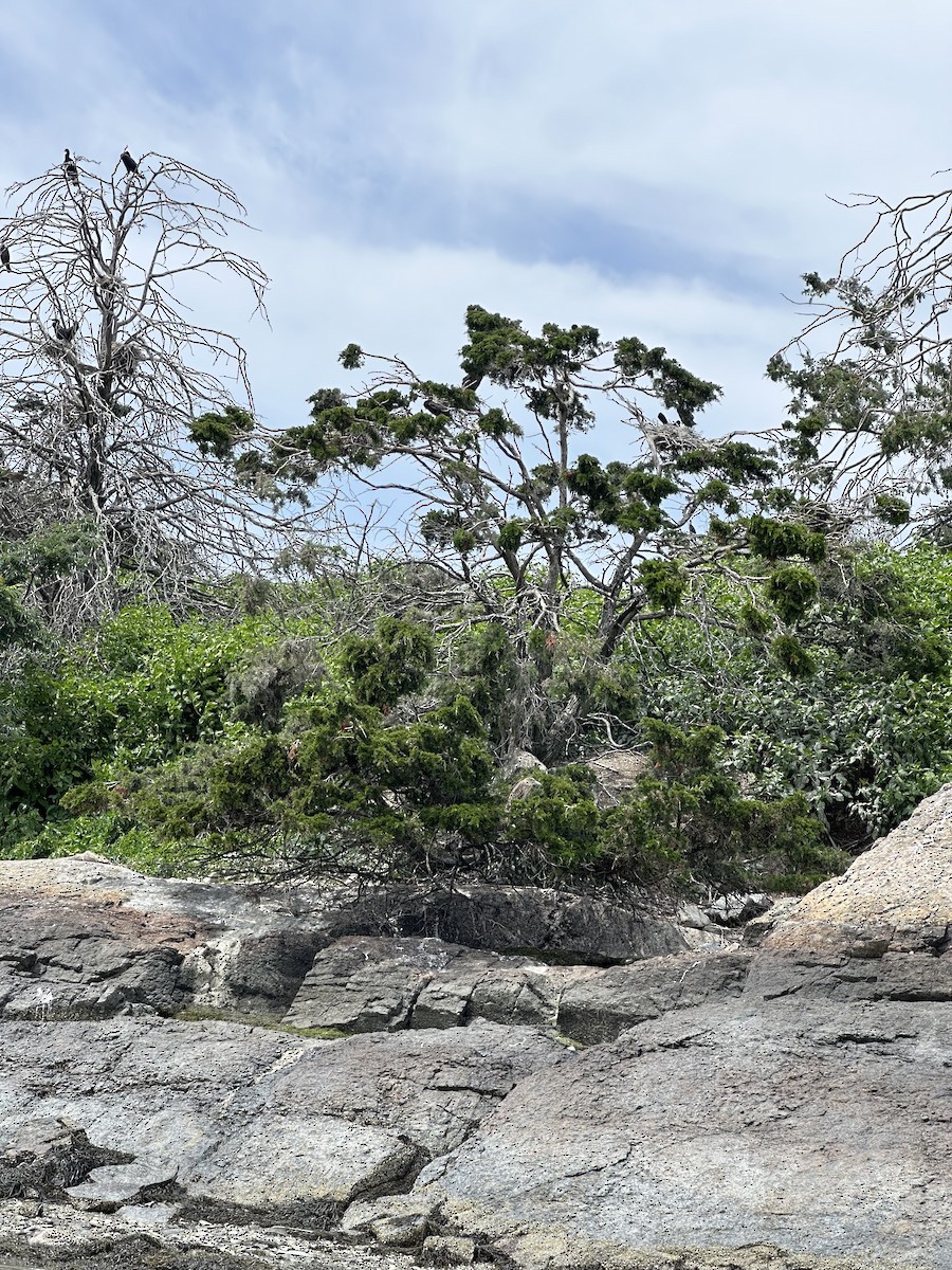 Double-crested Cormorant - ML638502793