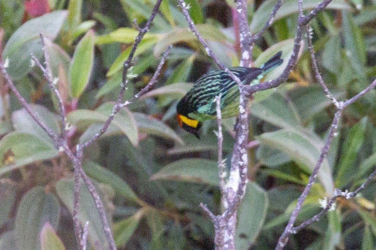 Saffron-crowned Tanager - ML638502795