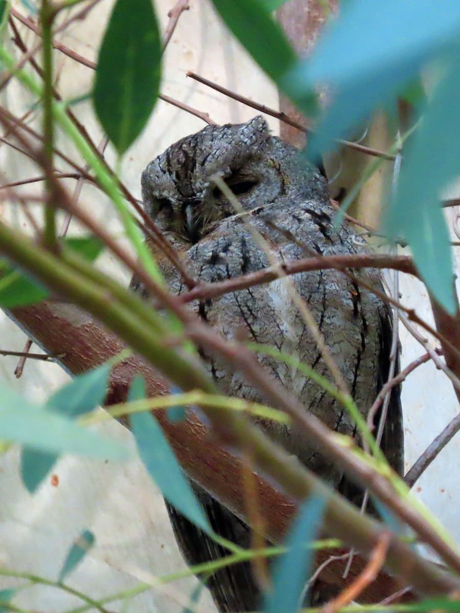 Eurasian Scops-Owl - ML638502797