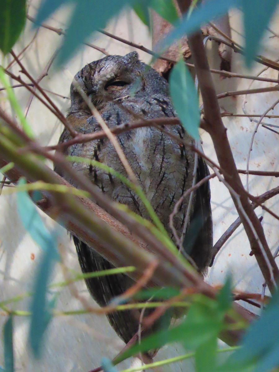 Eurasian Scops-Owl - ML638502798