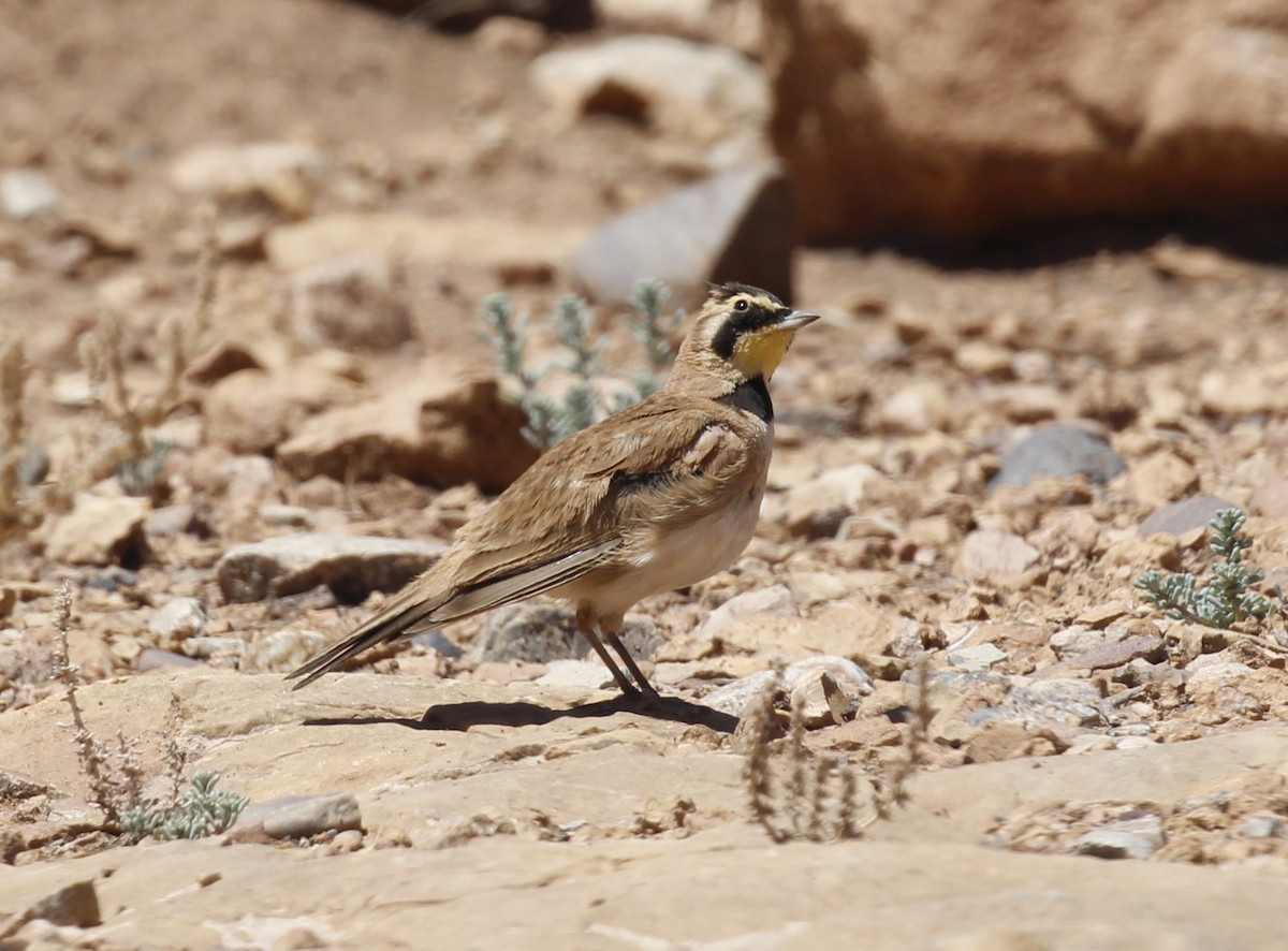 Horned Lark - ML638502799