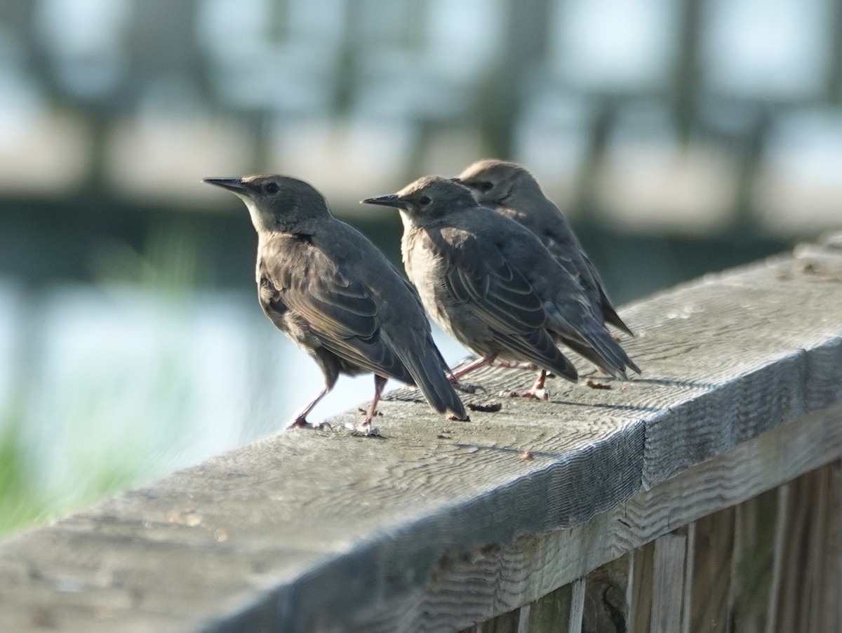 Arabazozo pikarta - ML638502801