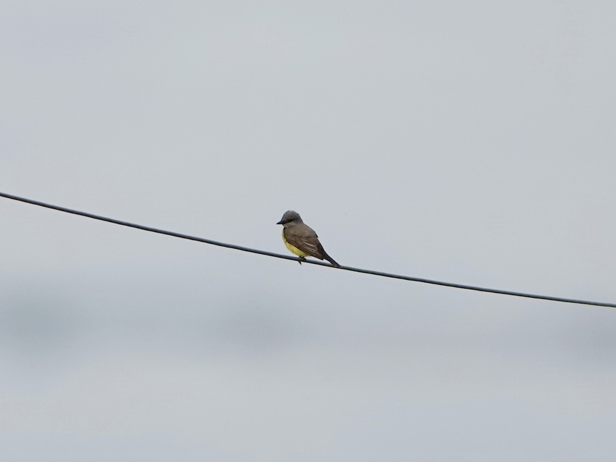 Western Kingbird - ML638502805