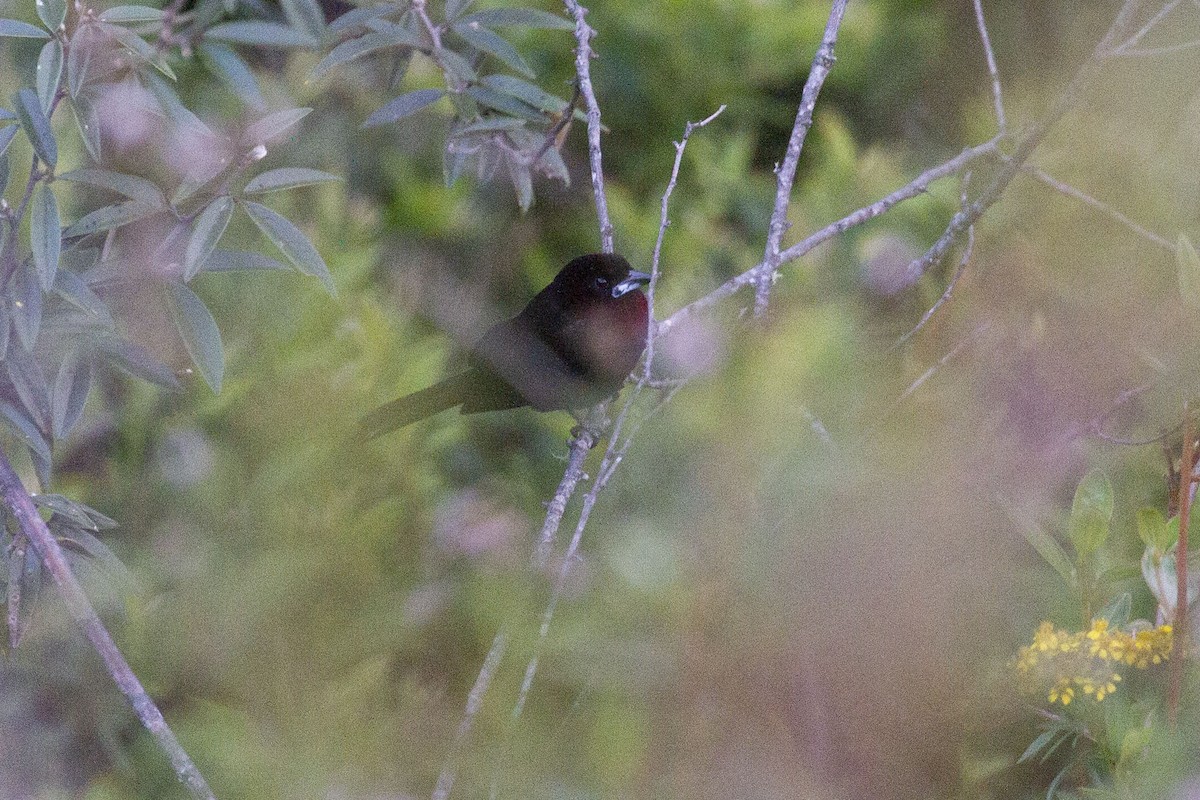 Silver-beaked Tanager - ML638502853