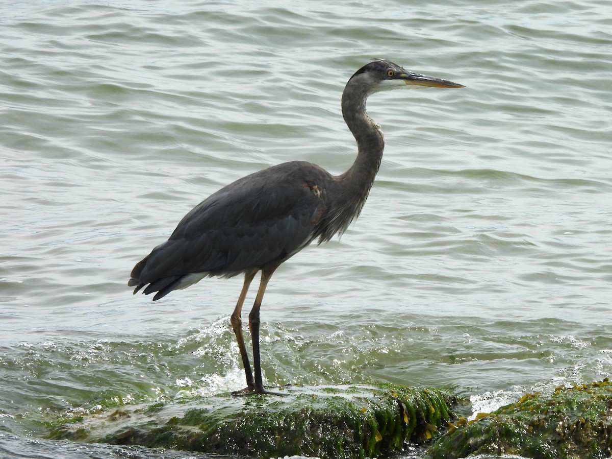Great Blue Heron - ML638502863