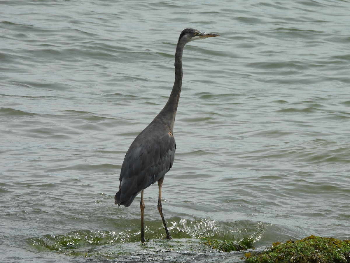 Great Blue Heron - ML638502865