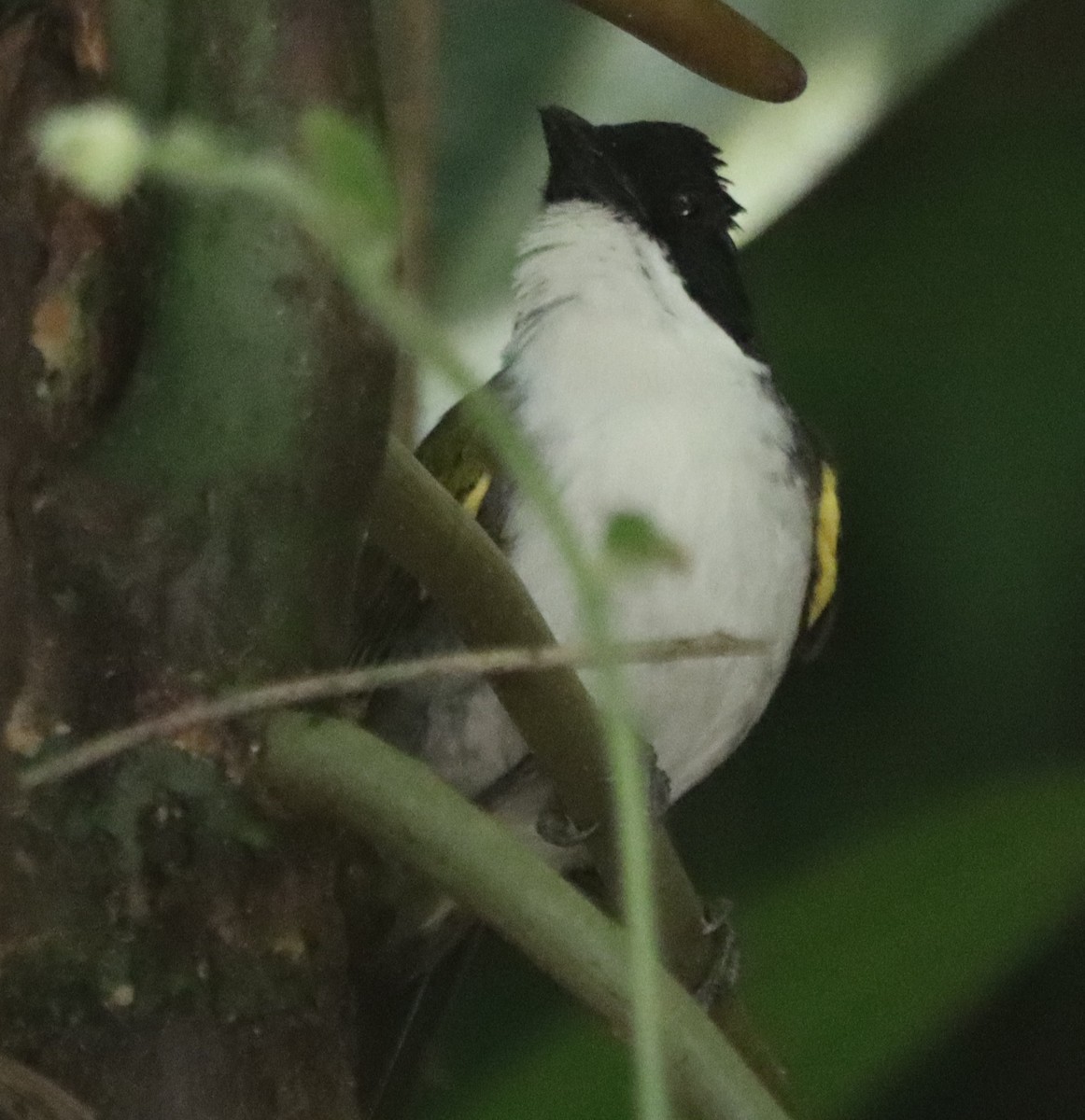 Black-headed Brushfinch - ML638502866
