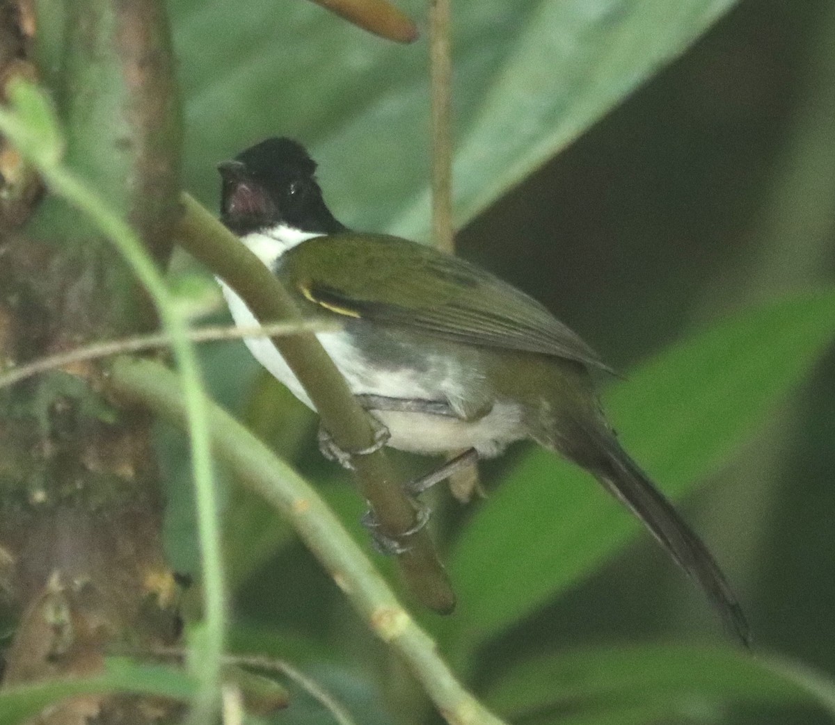 Black-headed Brushfinch - ML638502867
