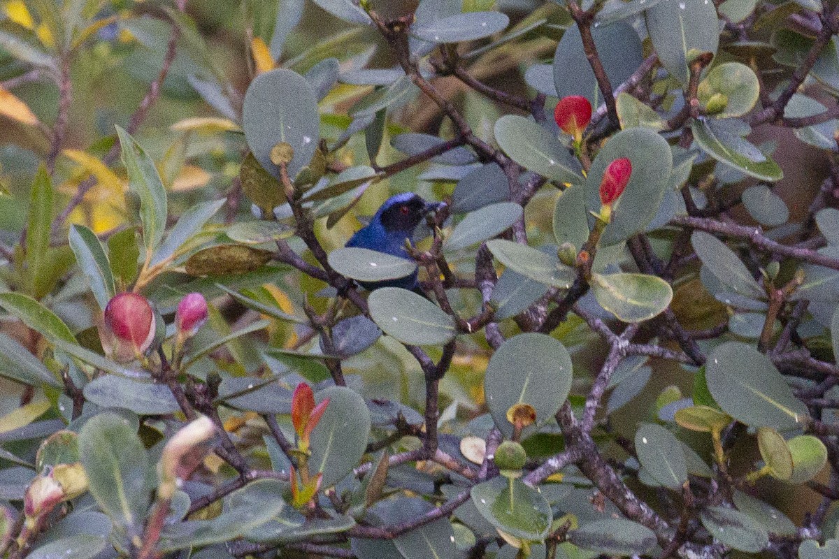 Masked Flowerpiercer - ML638502872