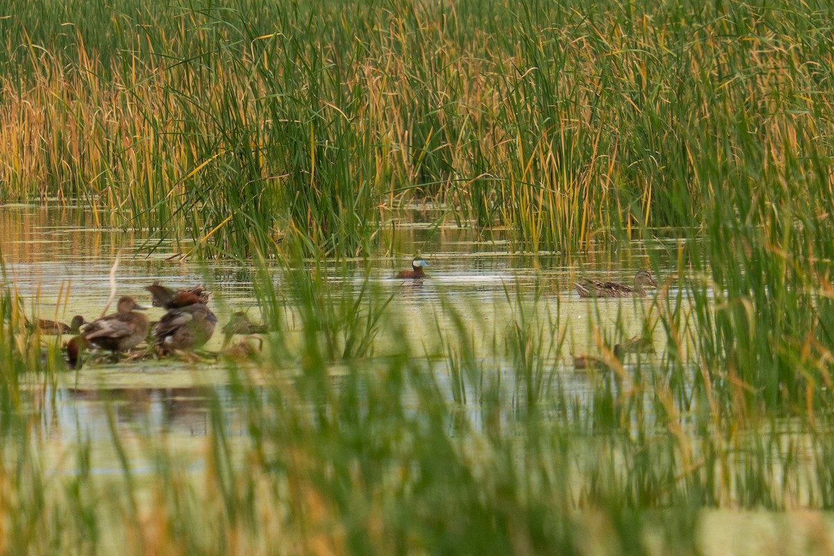 Ruddy Duck - ML638502875