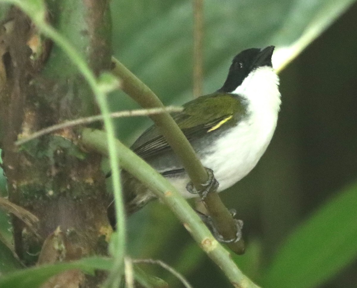 Black-headed Brushfinch - ML638502877